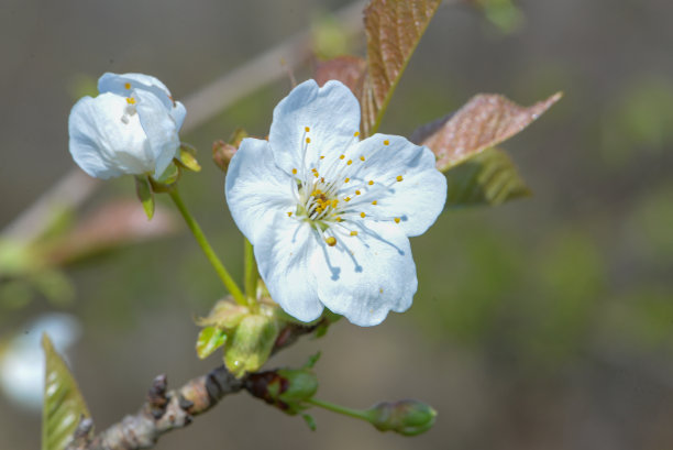 微距照片的一朵花，背景，纹理。爱护环境。图片下载