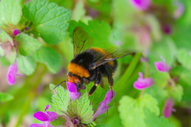 微距照片的一朵花，背景，纹理。爱护环境。图片下载