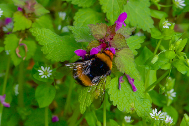 微距照片的一朵花，背景，纹理。爱护环境。图片下载