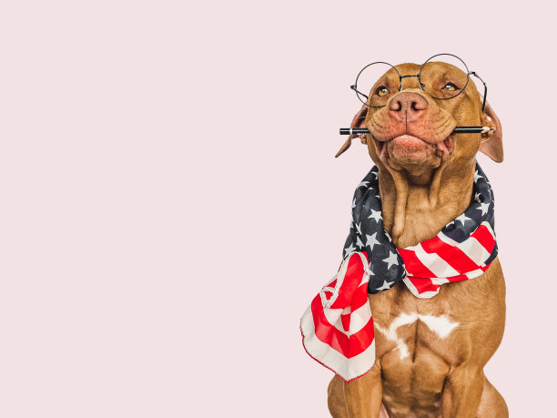 可爱的小狗，眼镜，美国国旗和钢笔图片下载