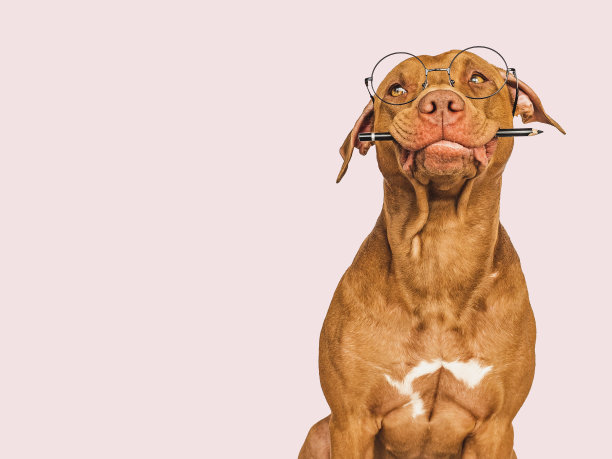 可爱的小狗，眼镜和钢笔。商务风格图片下载