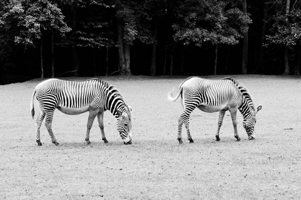 一对黑白相间的斑马在吃草图片下载