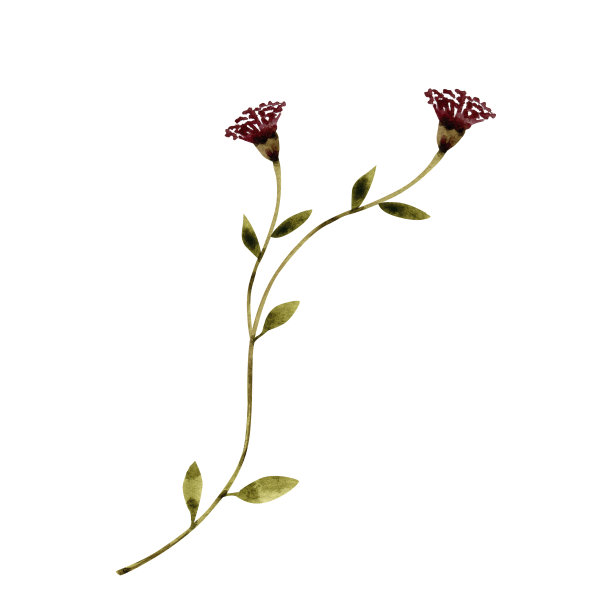 精致的粉红色花朵，水彩插图的卡片和设计。图片下载