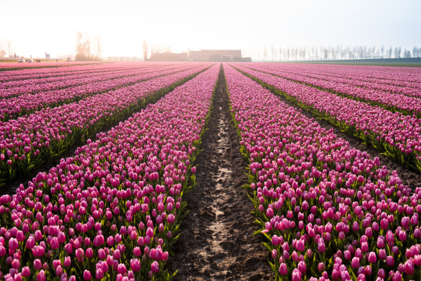 郁金香图片下载