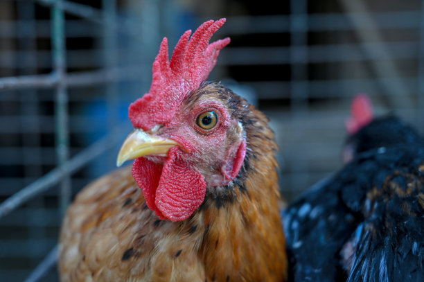 笼子里的公鸡特写图片下载