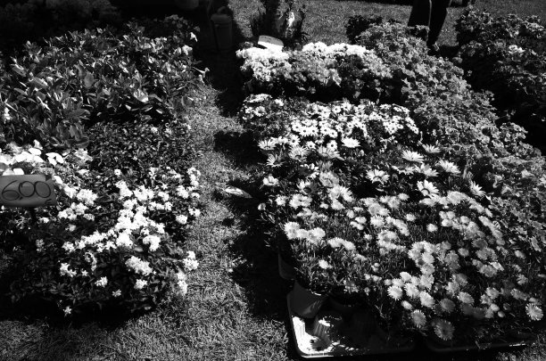 花店里的花图片下载