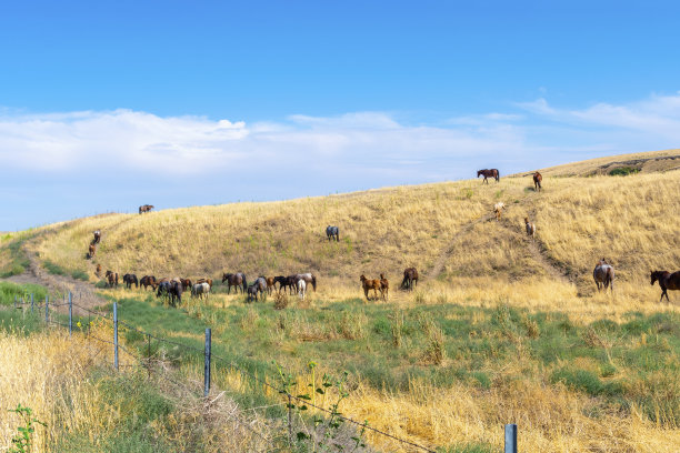 一群马在美国华盛顿州高沙漠乡村的山顶上吃草图片下载