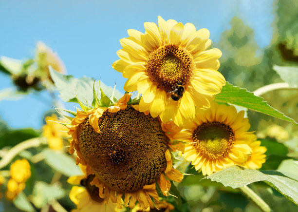 植物园里的向日葵和大黄蜂图片下载