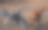 三只狗在一个没有皮带的狗公园里奔跑玩耍图片下载