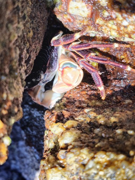 蟹隐藏图片下载