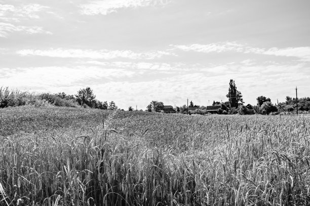 主题摄影:大麦田有机收获图片下载