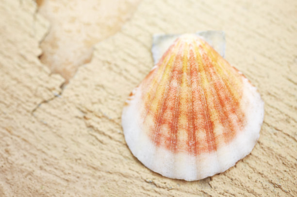 浅景深的彩色小贝壳特写图片下载