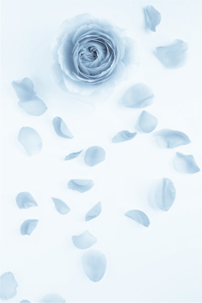 白色背景上的玫瑰花瓣图片下载