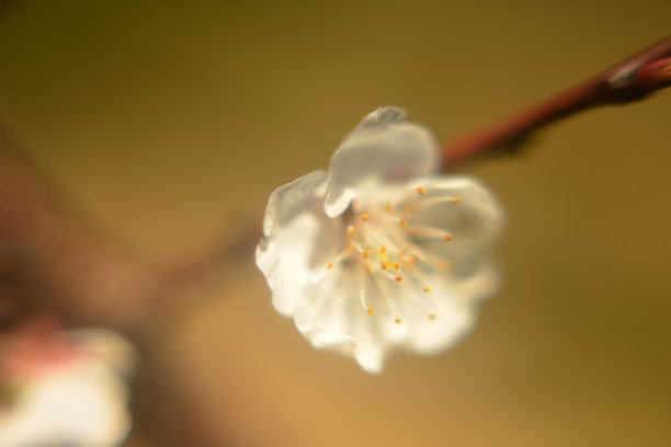 杏花图片下载