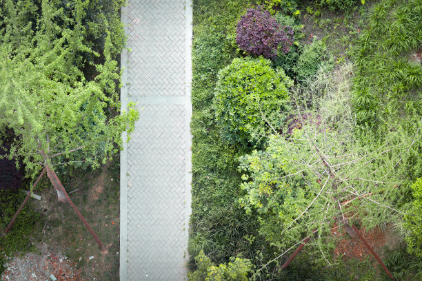 俯视下的树木图片下载