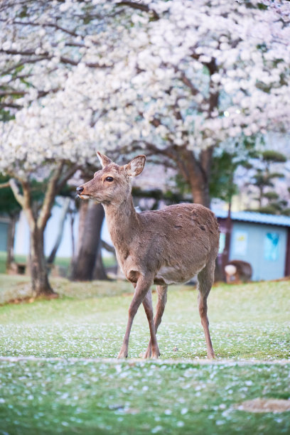 野鹿和樱花在奈良公园，奈良县，日本。图片下载