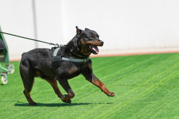 罗特韦尔犬。安全狗图片下载