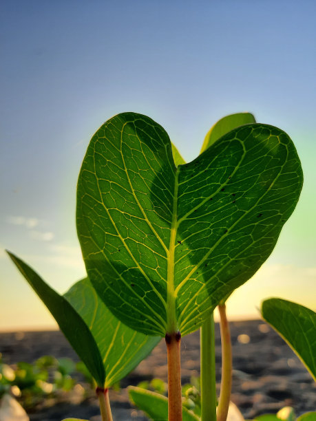 爱的叶子图片下载