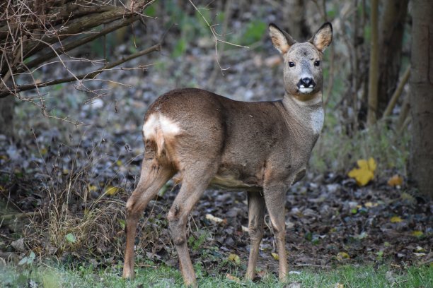 一只警觉的母鹿看着镜头。图片下载