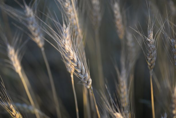 背景田中成熟的金黄色小麦小穗带着小胡子，小穗梯度纹理，农业田中的乌克兰，金色，特写对称照片，面粉图片下载