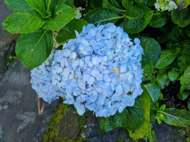 纸的花图片下载