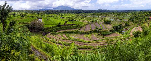 巴厘岛Sidemen的稻田景观图片下载