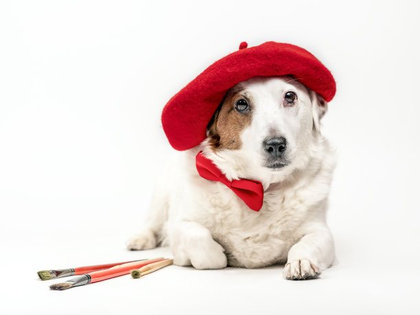 一只戴着带流苏的红色贝雷帽的狗躺在白色背景上。创意、艺术的概念。艺术家。图片下载