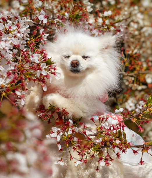 穿着韩服的白色波美拉尼亚小狗闻着花香。樱花。图片下载
