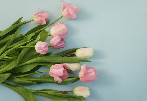 蓝色背景上的粉色郁金香。花束。俯视图片下载