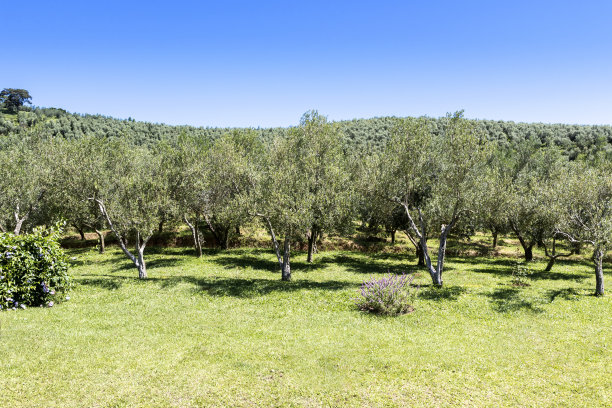橄榄树种植园，树叶和树木图片下载