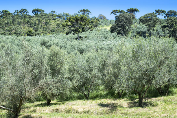 橄榄树种植园，树叶和树木图片下载