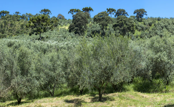 橄榄树种植园，树叶和树木图片下载