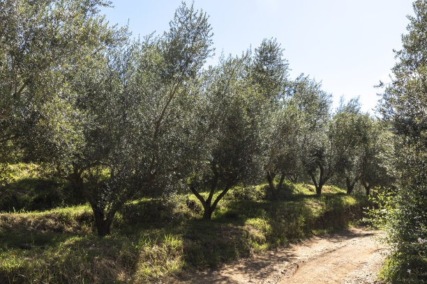 橄榄树种植园，树叶和树木图片下载