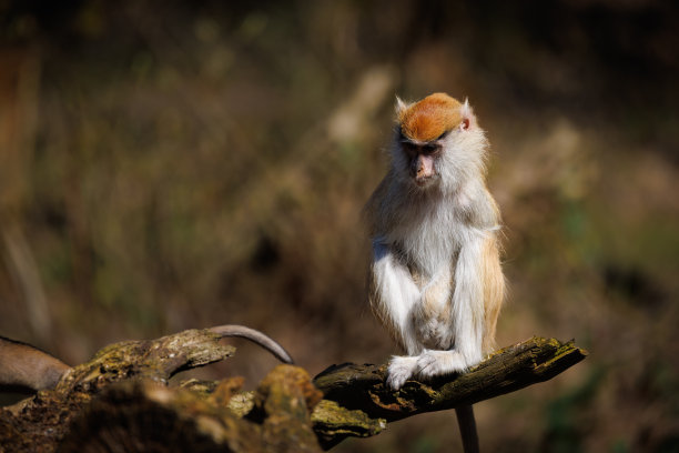 动物园里一只骠骑猴的肖像图片下载