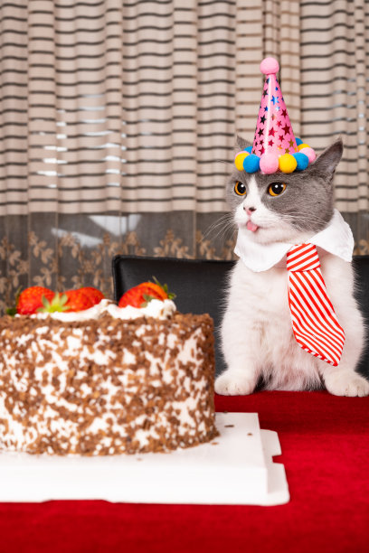 可爱的英国短毛猫庆祝她的生日垂直构图图片下载