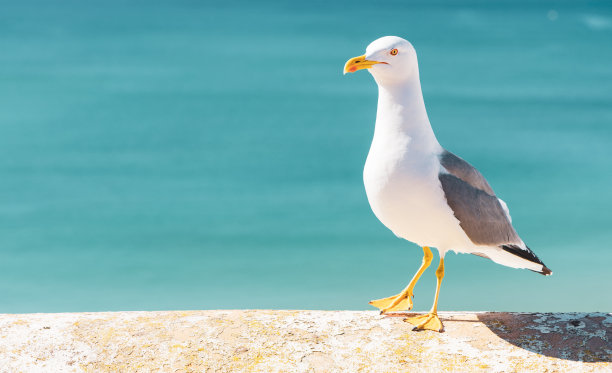 海鸥站在大西洋上空图片下载