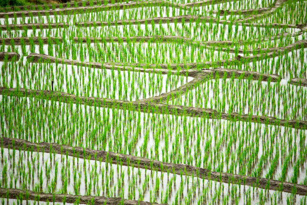 北山梯田发芽田特写图片下载