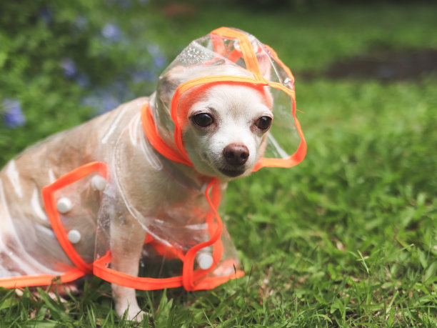棕色的短毛吉娃娃狗戴着雨衣兜帽坐在花园里，望着别处。图片下载