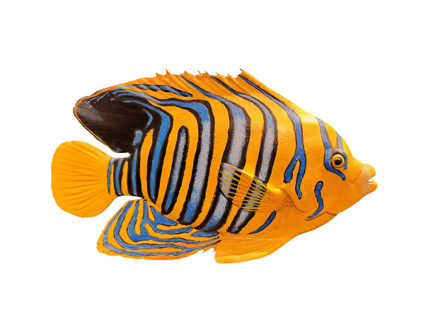 威严的天使鱼死了。被捕获并单独保存在白色背景上图片下载