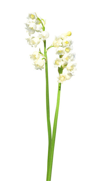 铃兰。图片下载