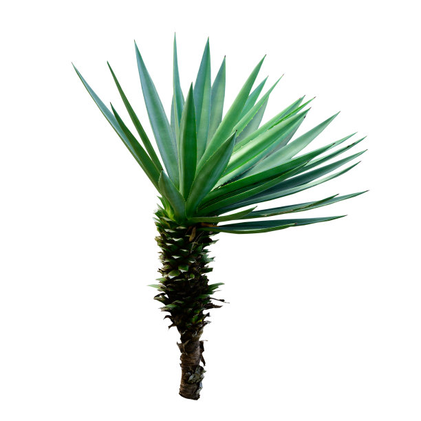 龙舌兰植物在白色背景上分离。图片下载