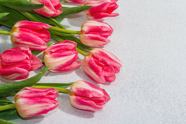 新鲜的粉红色郁金香在轻混凝土背景。母亲节或情人节的节日概念图片下载