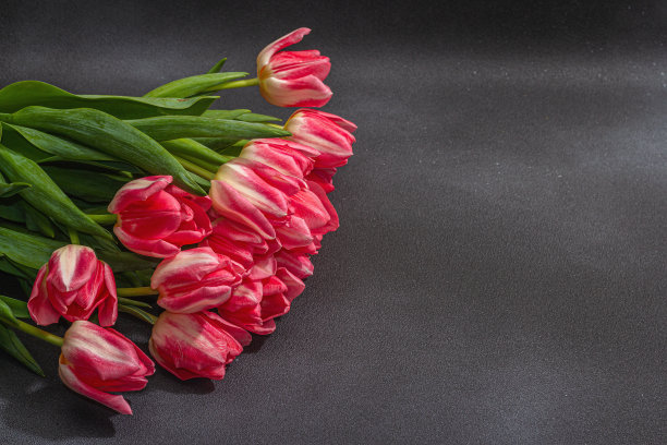 新鲜的粉红色郁金香在黑暗的混凝土背景。母亲节或情人节的节日概念图片下载