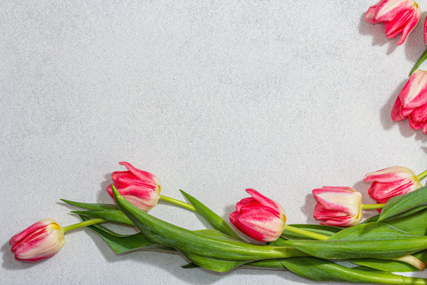 新鲜的粉红色郁金香在轻混凝土背景。母亲节或情人节的节日概念图片下载