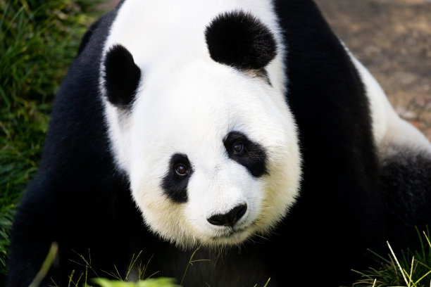 澳大利亚的大熊猫图片下载