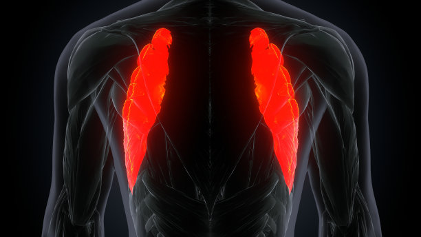 前锯肌的三维渲染肌肉图图片下载