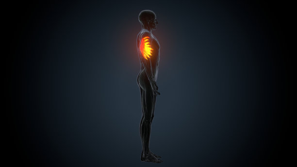 前锯肌的三维渲染肌肉图图片下载