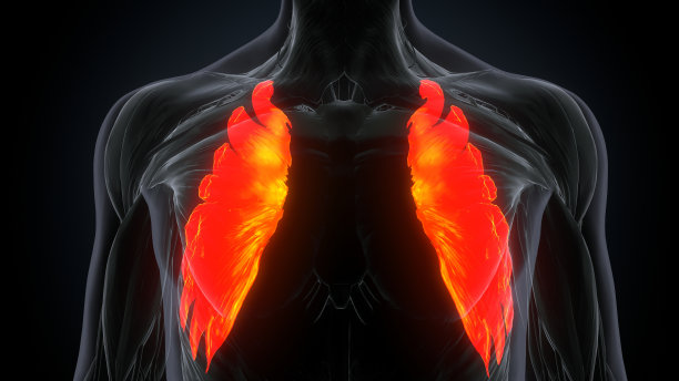 前锯肌的三维渲染肌肉图图片下载