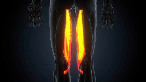 3D插图适合强大的前上肢人体解剖。图片下载