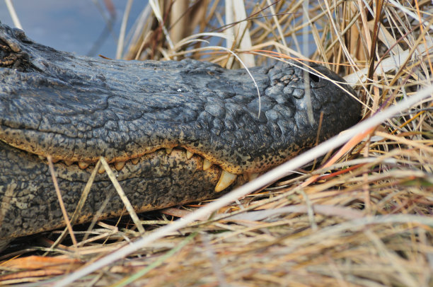 亨廷顿海滩州立公园的鳄鱼头图片下载
